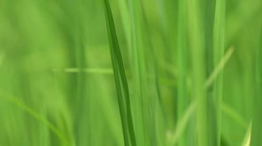 Yeşil çeltik tarlasının arka plan manzarasına yakın durun..