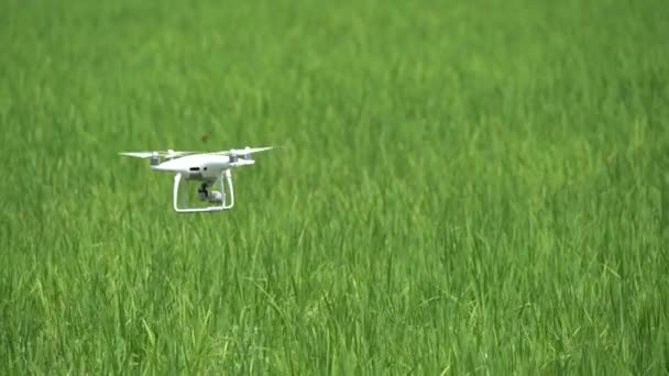 Drone Está Volando Arrozal Verde — Vídeo de stock
