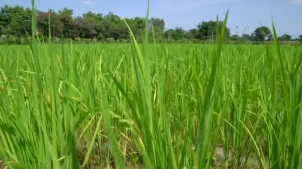 Blisko Pięknego Pola Ryżu Zielony Ryż Niełuskany Widok Tle — Wideo stockowe