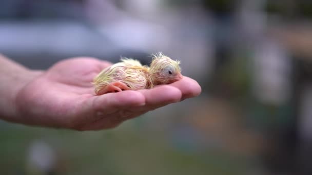 Sevimli Leghorn Pilici Insan Üzerinde Ele Açık Havada Arka Planı — Stok video