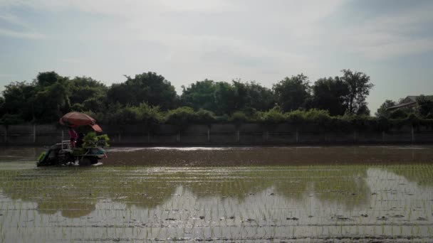 オープン空の日の水田で行の水平断面角度でプロの農業車両移植米 — ストック動画