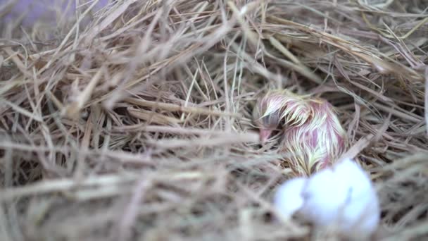 Pasgeborene Van Leghorn Kwam Uit Een Het Nest — Stockvideo