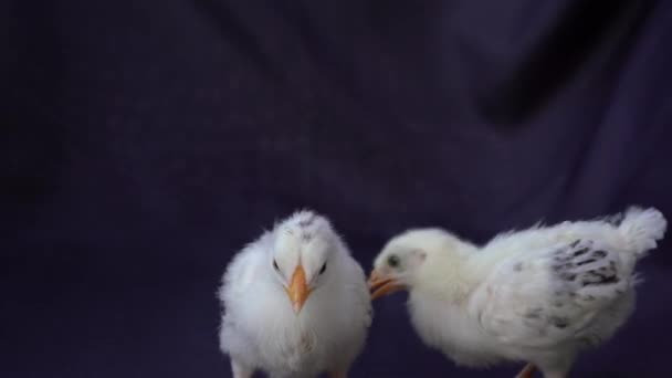 Δύο Μωρά Αμβούργο Κοτόπουλο Στέκονται Σκούρο Φόντο Ύφασμα — Αρχείο Βίντεο