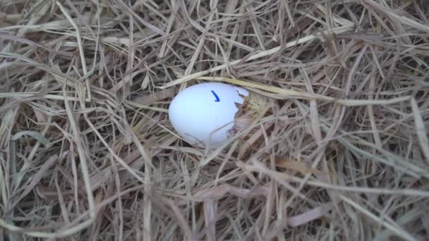 Leghorn Chick Newborn Hatched Egg Nest — Stock Video