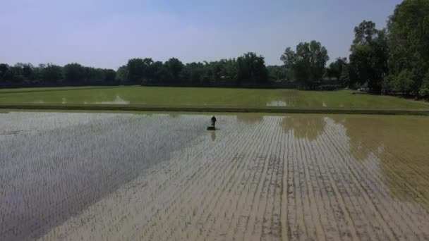 Agricoltore Guida Macchina Distruggere Leader Erbaccia Erba Risaia Disco Coltivare — Video Stock