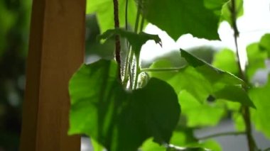 Sabah bulanık arka planda rüzgarlı ve güneşli büyük yaprak sarmaşığına sarıl..