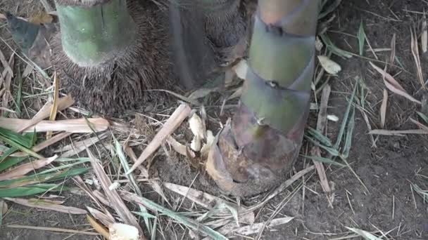 Blisko Człowieka Ręka Jest Cięcia Pędu Bambusa Drzewa Dla Żywności — Wideo stockowe