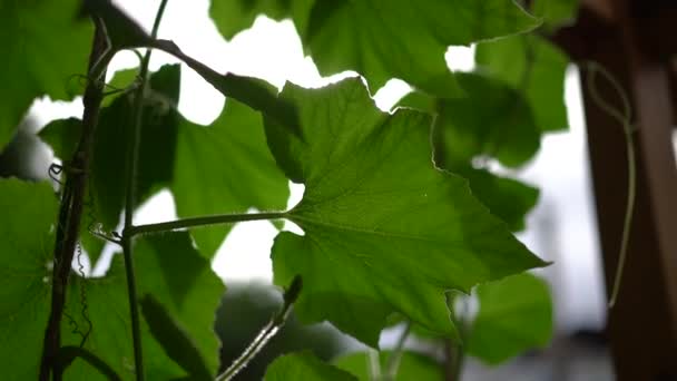 Klus Upp Till Stora Blad Murgröna Med Vinden Och Solljus — Stockvideo