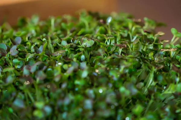 close up to green cress Micro herb for food decoration.