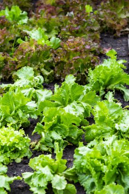 Yeşil yapraklı sebzeler ve russet sebzeleri yaprakların dalgalı kenarları vardır. Kısa ve sulu sapları olan..