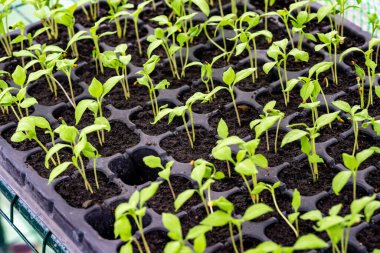 Ekmek için toprağa ekilen bir filizi kapatın. Toprakta büyüyen lahana filizleri. Toprak, büyüyen bitki için besin içerir..