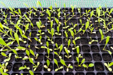 Organik sebzeler için sera. Sazlı çatı böcekleri uzak tutar..