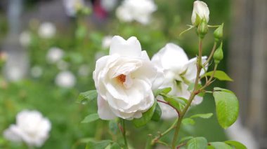 Katmanlı yaprakları ve yeşil sapları olan tek bir beyaz gül gün ışığında hafif rüzgarda hareket ediyor..