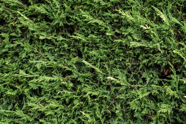 Yapraklar gibi ince iğneli yoğun yeşil çit dokusu soyut yeşil botanik arka plan oluşturan doğal organik desenler oluşturur..