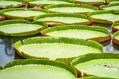 Lily Lotus 'un büyük LeAF' ına yakın açık arazideki bataklıkta..