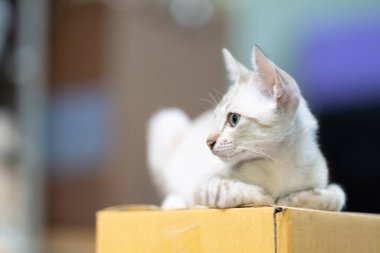 Bebek kedi kulağına yakın, kafasının yanından kağıt kutunun üzerinde..