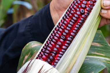 Mor mısır veya mor mısır, bulanık mısır tarlasında hasat için hazır. Organik mor mısırın ön görüntüsü. Bahçedeki makro mor mısır.