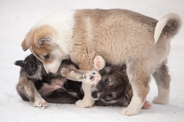 Siberiano husky cachorro Imágenes De Stock Sin Royalties Gratis