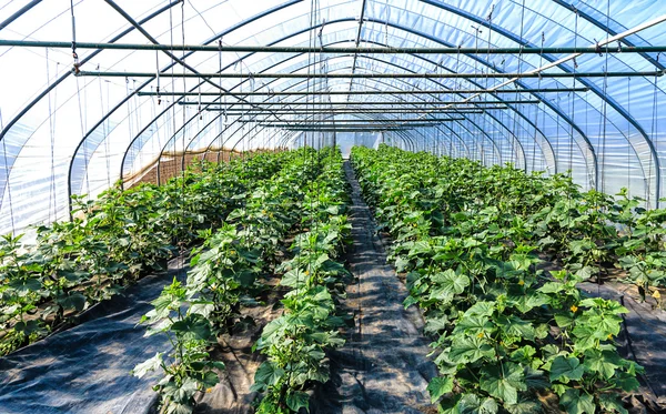 Plantas de calabacín creciendo en un invernadero —  Fotos de Stock