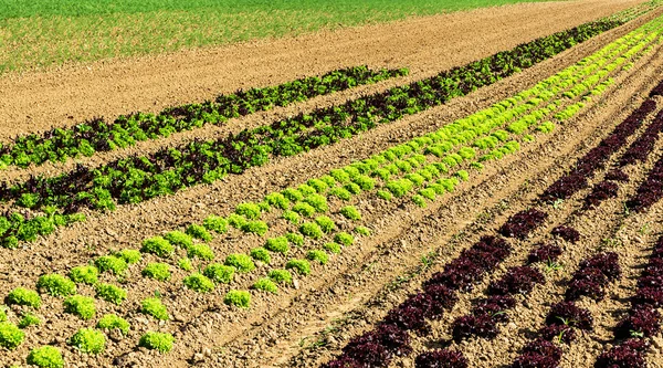 Reihen bunter Salatpflanzen auf dem Feld — Stockfoto