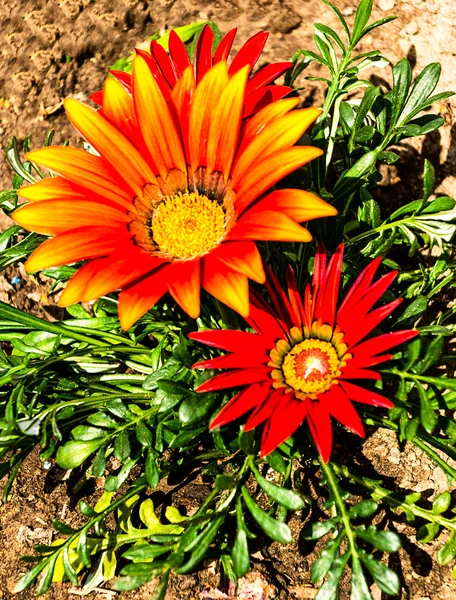 Small gazania flowers in flower bed — Stock Photo, Image