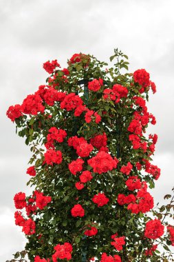 Koyu kırmızı tırmanma Gülnihal