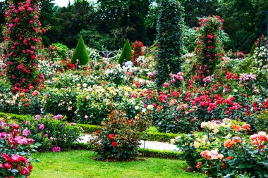 Paris - Bois de Boulogne klasik Roseraie de Bagatelle bahçesinde gül