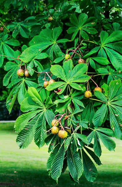Beautiful chestnut tree with ripe chestnuts — Stock Photo, Image
