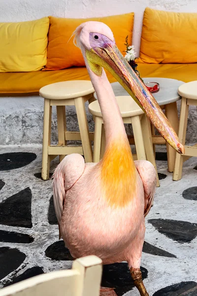 The Pelican - mascot of Mykonos - strolling in a cafe, Cyclades, Greek Islands — Stock Photo, Image