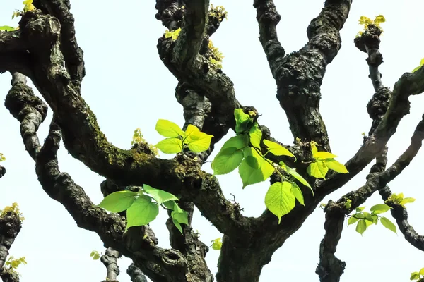 Folhas de linden-tree (Tilia platyphyllos) no início da primavera — Fotografia de Stock