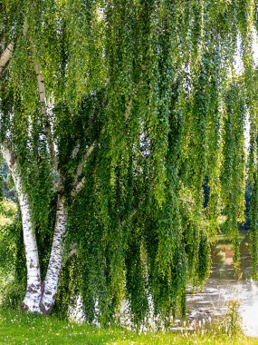 Muhteşem Avrupa beyaz huş (Betula pendula) 