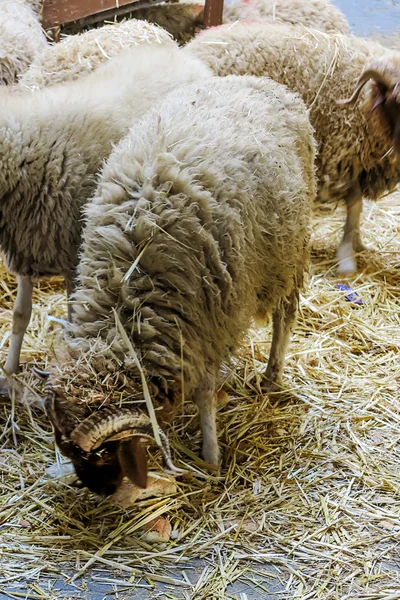 Moutons dans la vieille ville de Marrakech — Photo