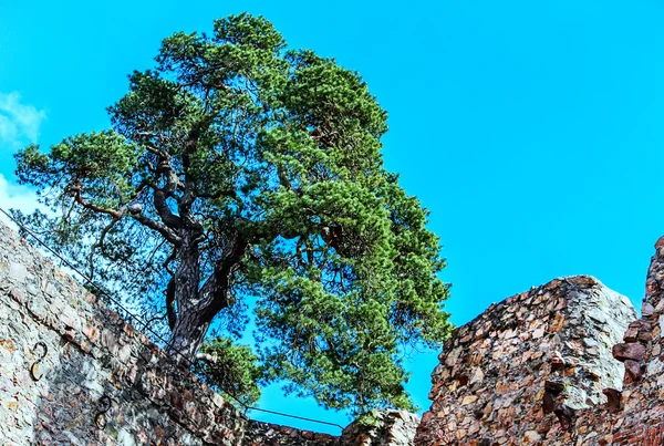 Auerbach Castle Hesse, Almanya — Stok fotoğraf