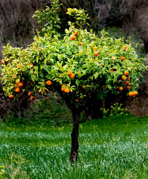 Young orange tree with ripe fruits — Stock Photo, Image