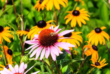 Çok yıllık otsu çiçek Ekinezya