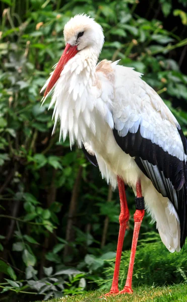 Disheveled stork after rain — Stock Photo, Image