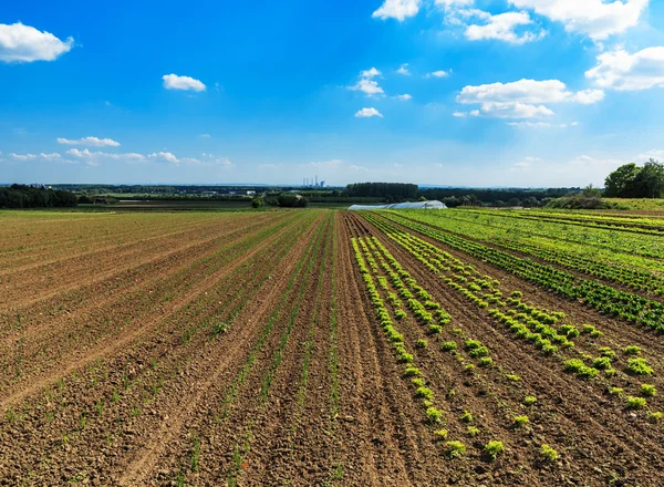 Campos de legumes na primavera — Fotografia de Stock