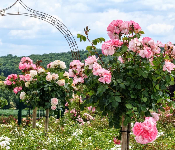 En rad med rosa Standard rosor i en trädgård — Stockfoto