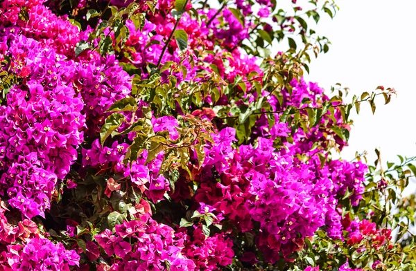Paarse bougainvillea bush in bloei — Stockfoto