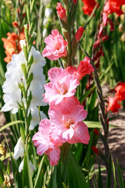 Brightly colored gladiolus flowers in summer garden — Stock Photo, Image