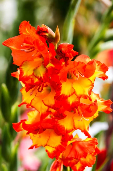 Yellow and Red Gladiolus — Stock Photo, Image