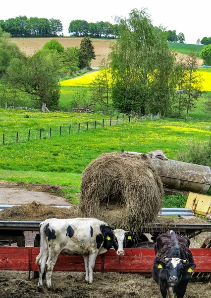 Landelijke omgeving met jonge koeien — Stockfoto