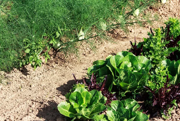 Salada e plantas de erva-doce em meados do verão — Fotografia de Stock