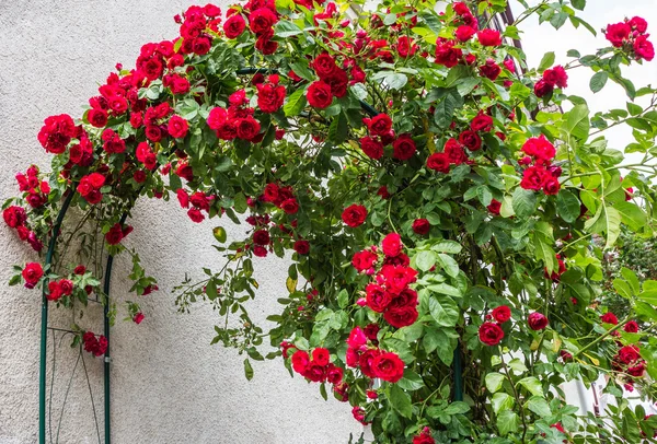 Rosas de escalada vermelhas — Fotografia de Stock