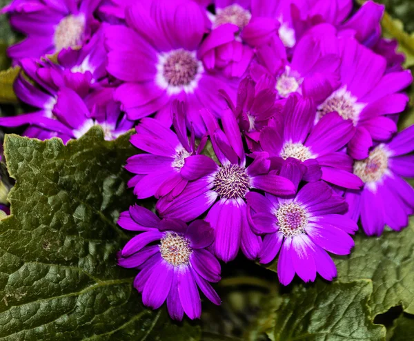 Purple flowering Senecio cruentus flower — Stock Photo, Image