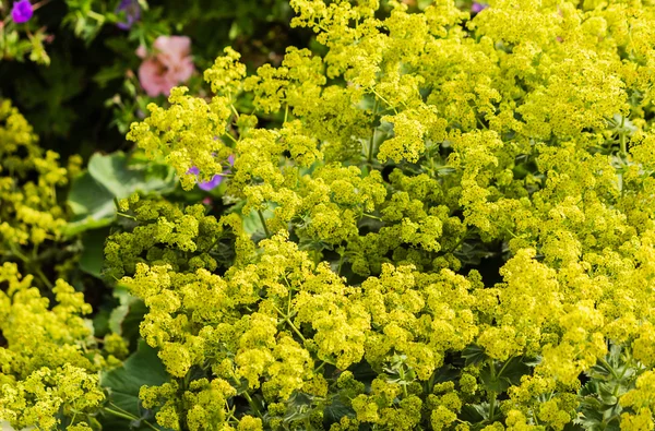 Mantel Lady (Alchemilla mollis ) — Stok Foto