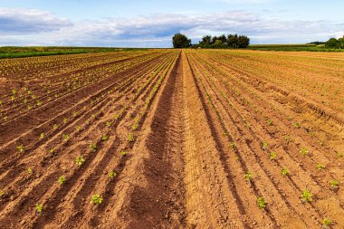 Minik maydanoz bitkileriyle dolu büyük bir tarla. Hesse, Almanya 'da organik tarım 