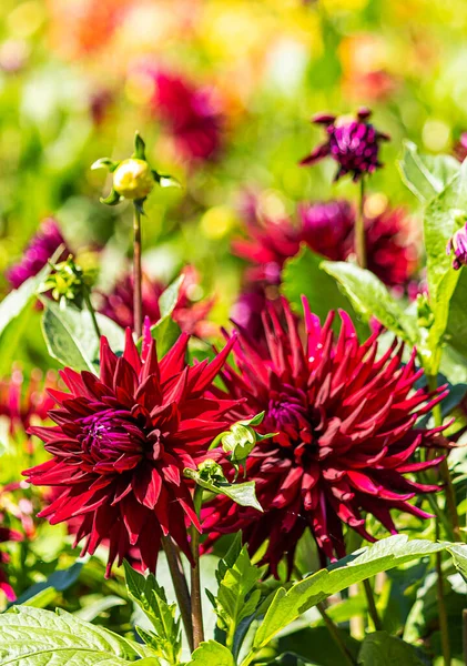 Lila Und Rote Dahlienpflanzen Garten — Stockfoto