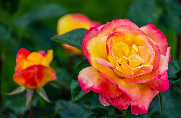 Beautiful Yellow Pink Climbing Rose Garden — Stock Photo, Image