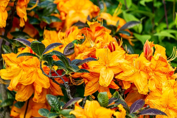 Gelbe Und Orange Azalee Einem Garten — Stockfoto